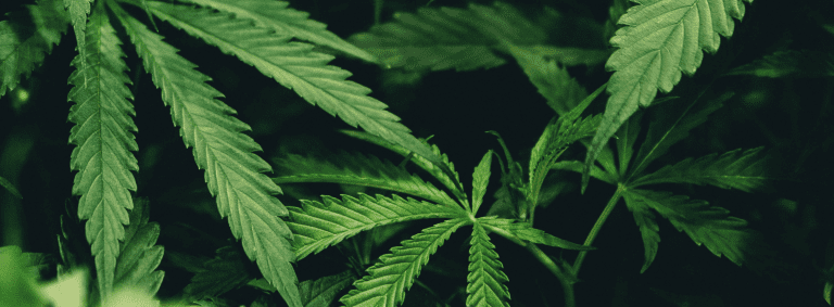 Cannabis Breakouts