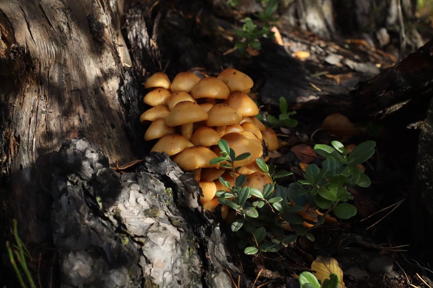 Wild mushrooms