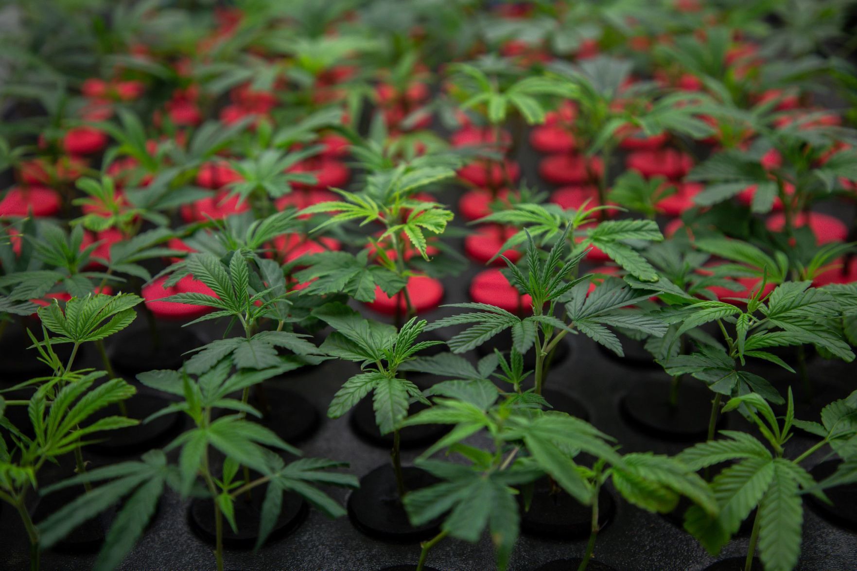 Illinois supreme court to consolidate cannabis lawsuits