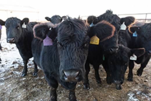 Ksu animal disease id system gets tyson support