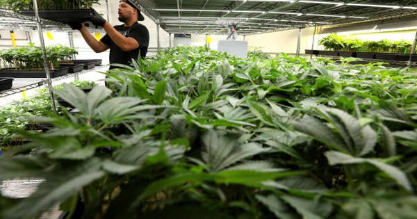 Podcast: california's marijuana revolution at 25 years