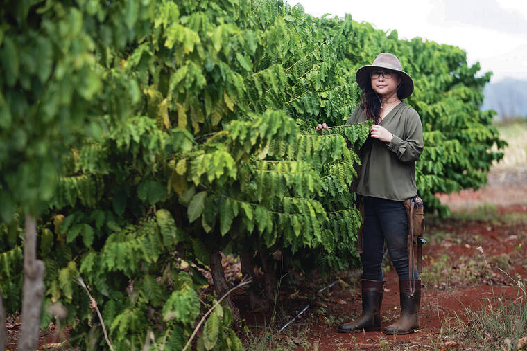 Hawaii coffee farmers facing ‘greatest threat’ yet, but efforts underway to tackle devastating fungus