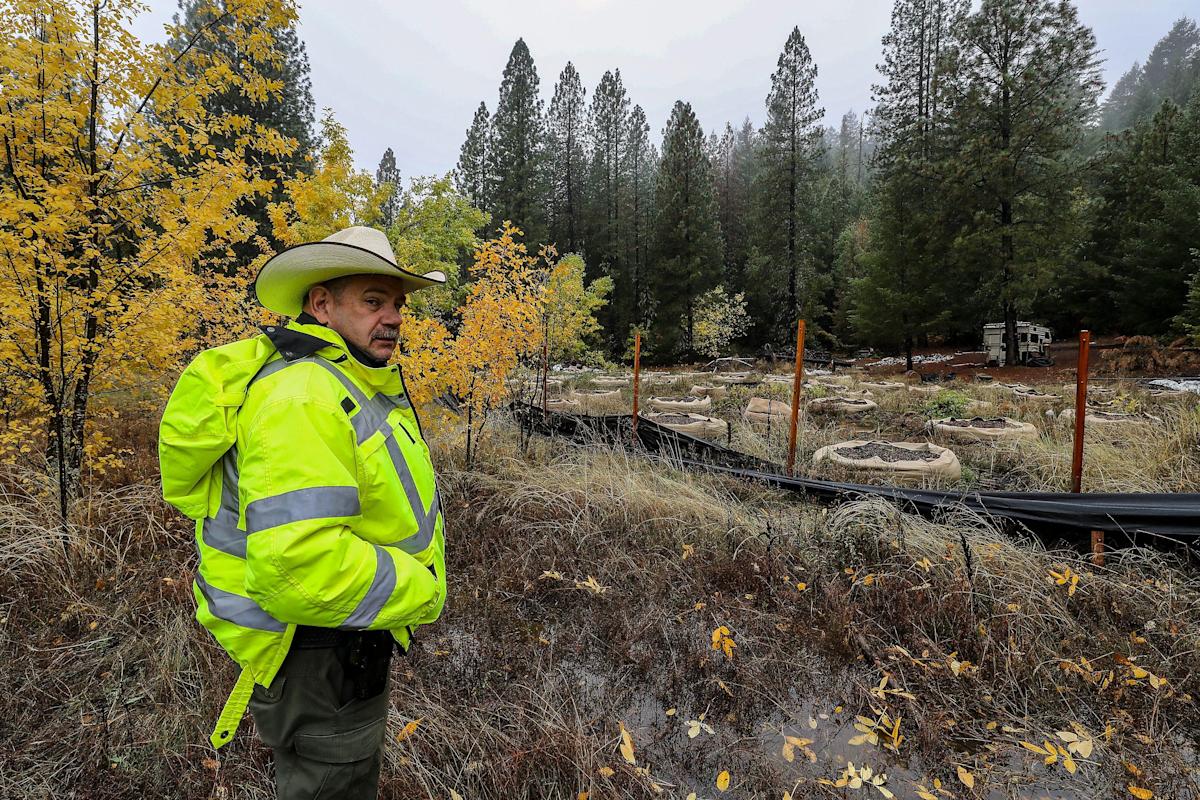 Marijuana wars: violent mexican drug cartels turn northern california into ‘the wild west’
