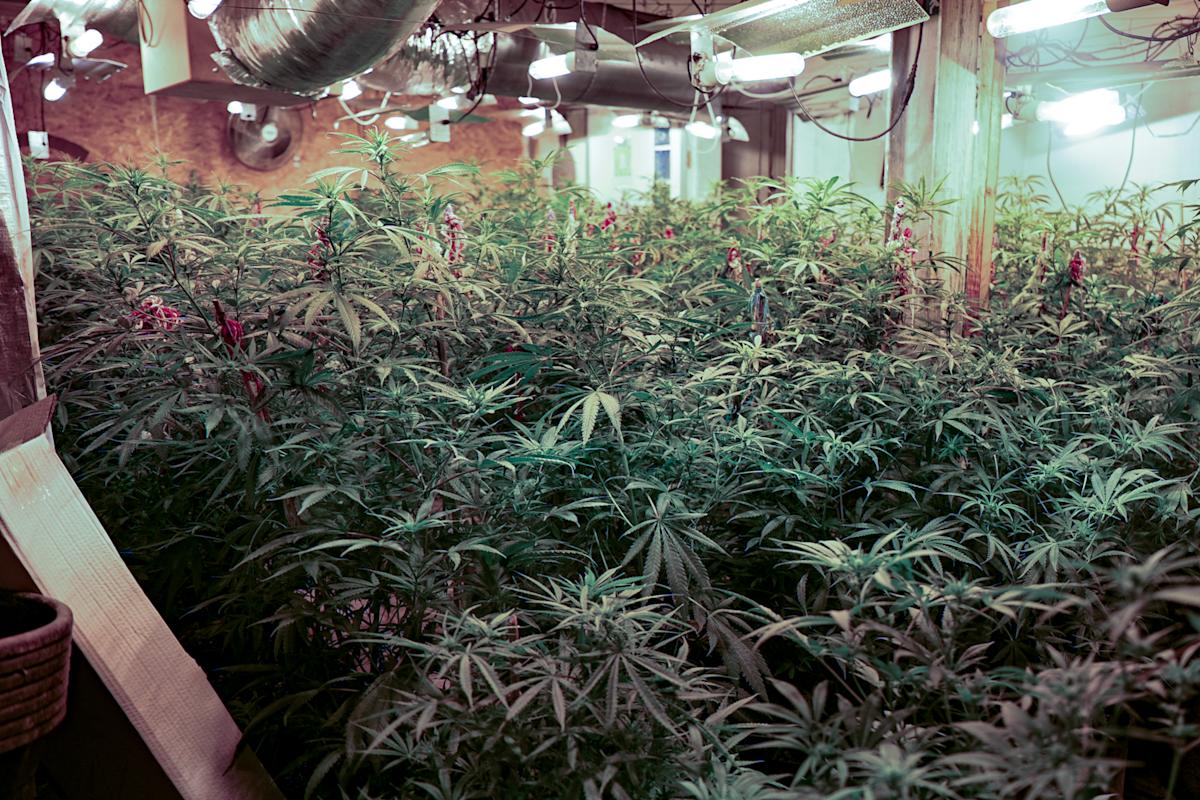 Police raid finds 700 cannabis plants spread across three floors of derelict nightclub
