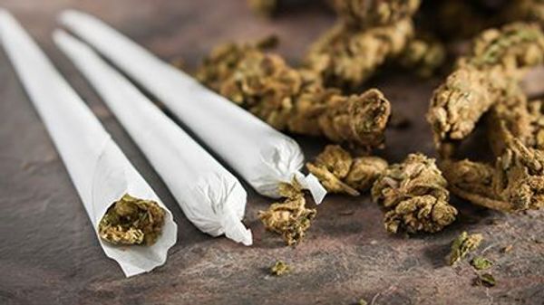 Many marijuana vendors aim advertising at kids: study