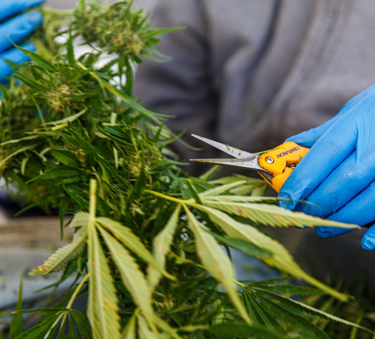 Cannabis insider live new england virtual event set for jan. 26