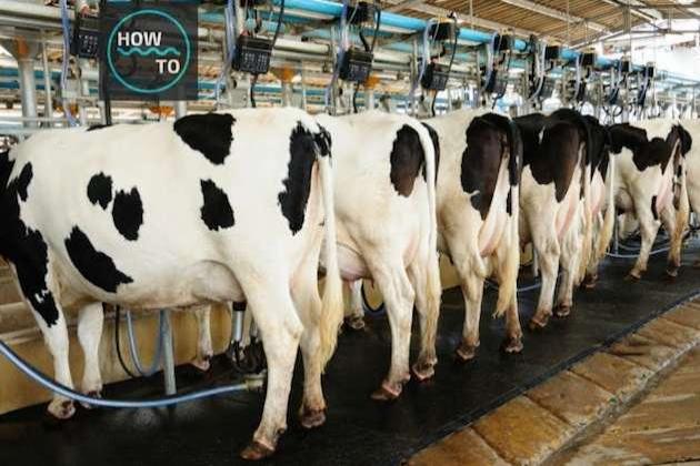 U.s. Department Of Agriculture Under Fire Over Dairy Products Support