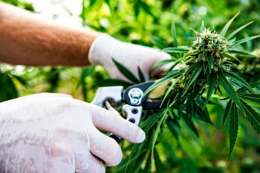 New Report Warns Excise Taxes Are Destroying Craft Cannabis Cultivators