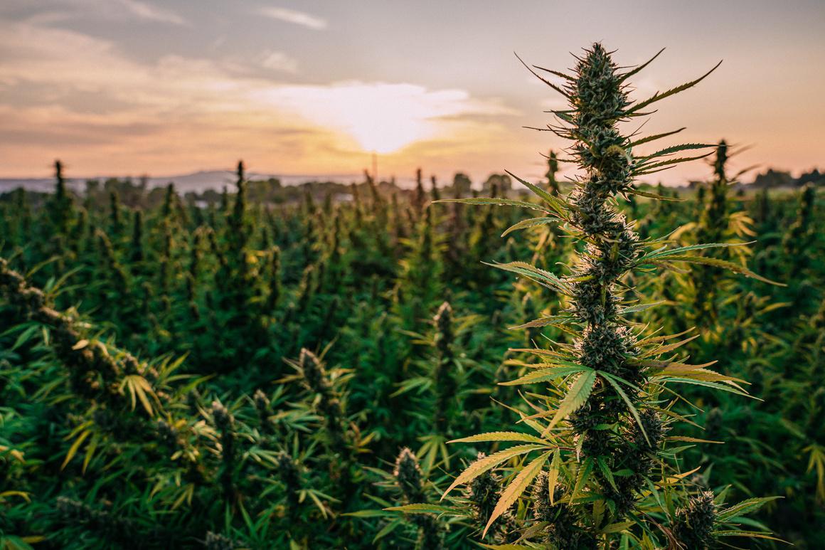Colorado to create a task force to study cannabis delta 8 thc products