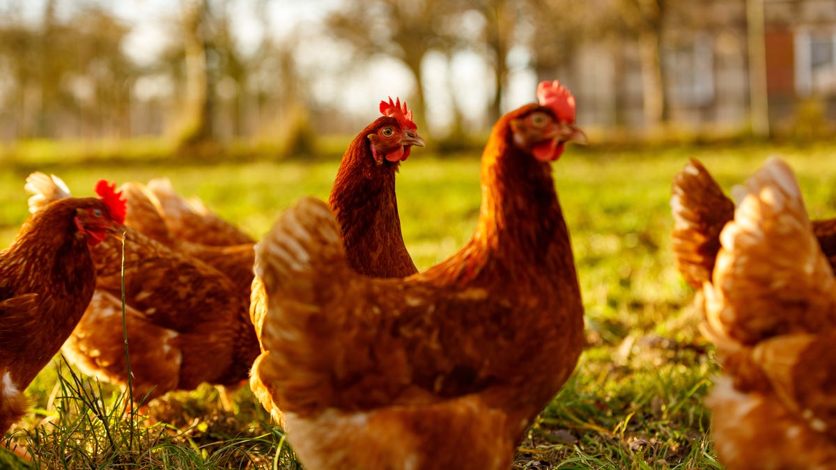 First Avian Flu Cases In Nj Domestic Birds Found In Monmouth County