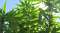 Which cannabis bills in california are still in play?