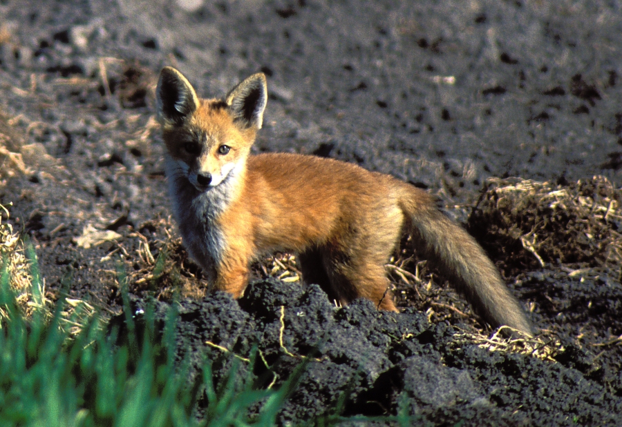 Avian Flu Discovered In Two Utah Red Foxes In Salt Lake County