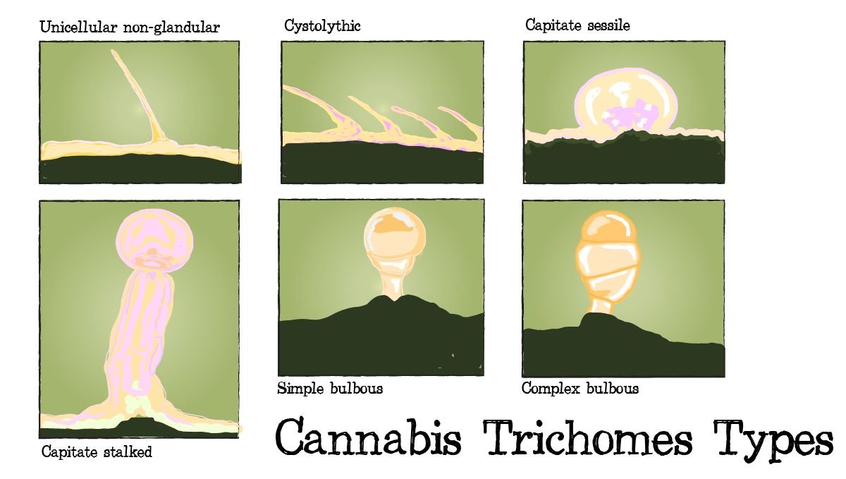 Cannabis plants anatomy: from seeds to buds