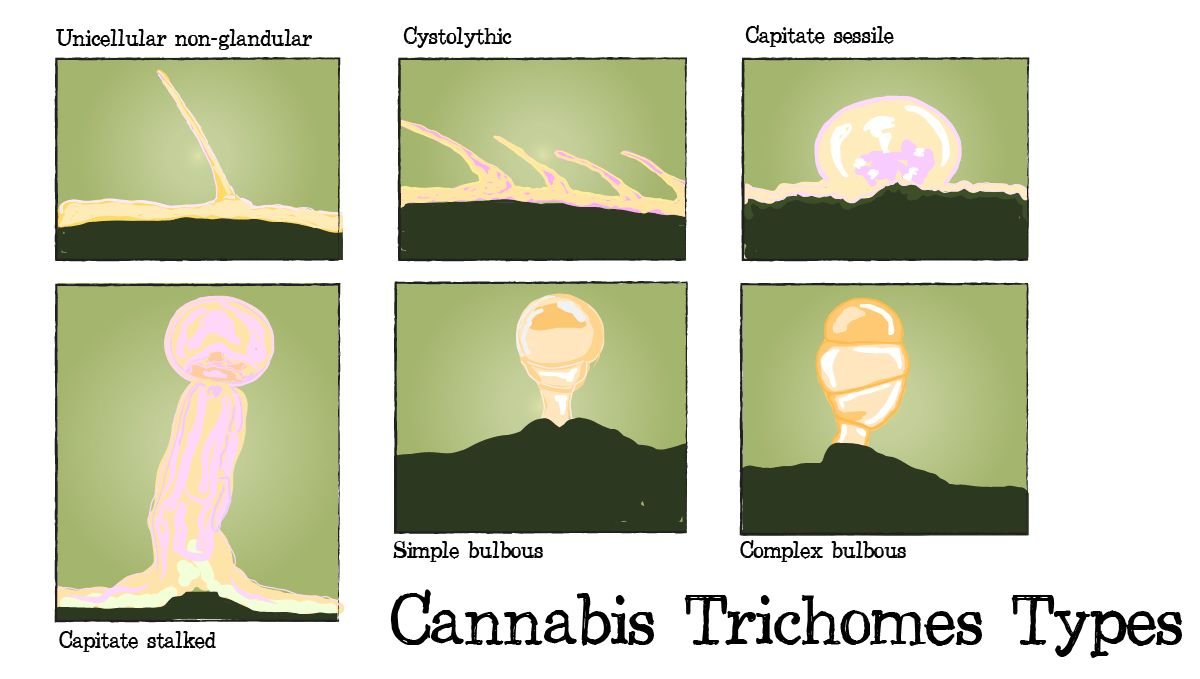 Cannabis Plants Anatomy: From Seeds To Buds