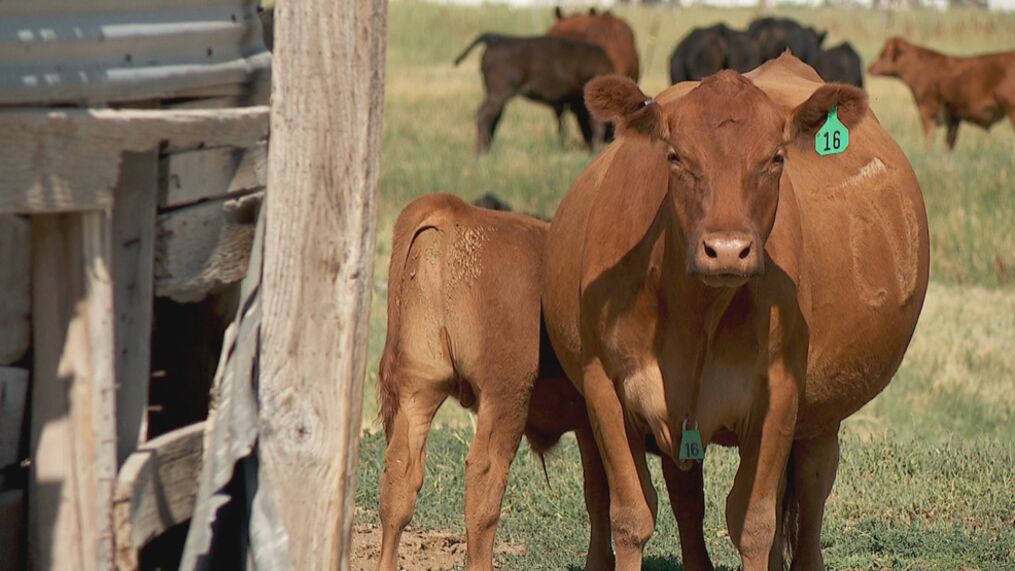 Inflation Suspected As 'primary Reason' For More Utah Cattle Rustling