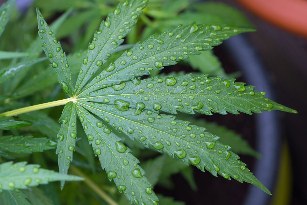 Cnnbs Basics: Plant Food For Cannabis Plants