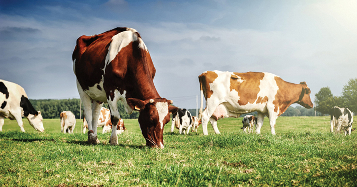 Tennessee e. coli outbreak linked to raw milk from multistate cow share