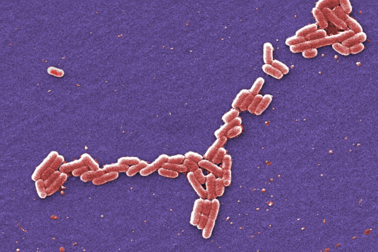 More e. coli cases appear in lehi; city taking steps to treat irrigation water