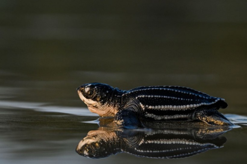 Salmonella Outbreak Links To Small Turtles In Eastern U.s; Cdc Warns Of Health Risks