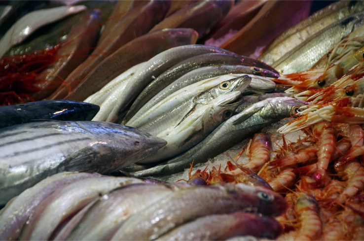 Fish seafood (1)