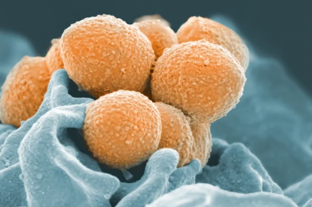 Food pathogen