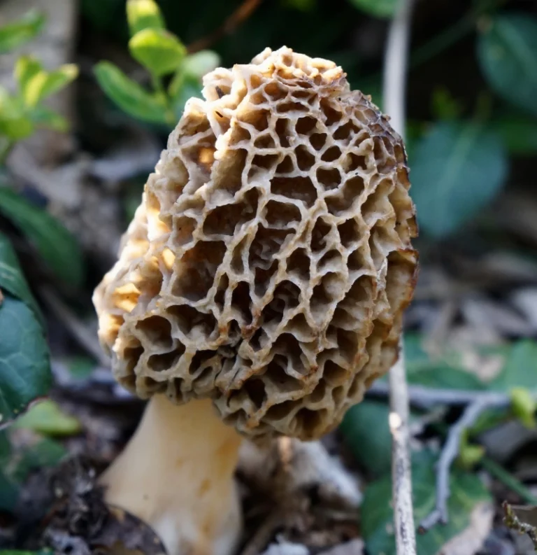 Morel Mushroom