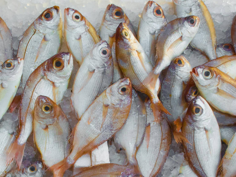 seafood-fish Seafood fish