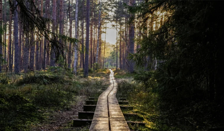 Trail